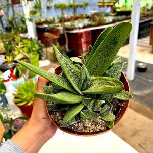 gasteria 6 inch pot